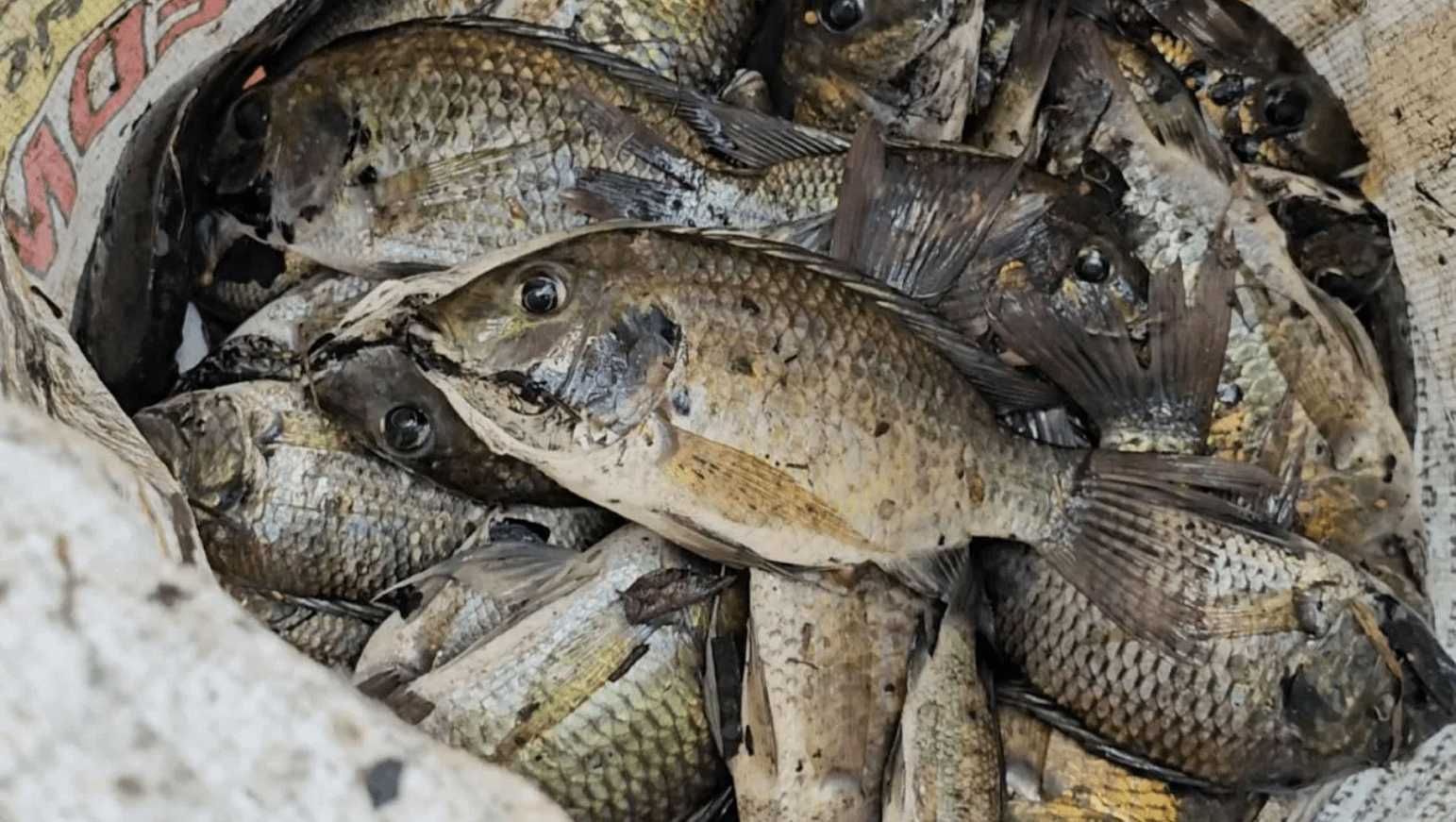 Screenshot 2024-08-10 084312 ‣ Catchup.asia