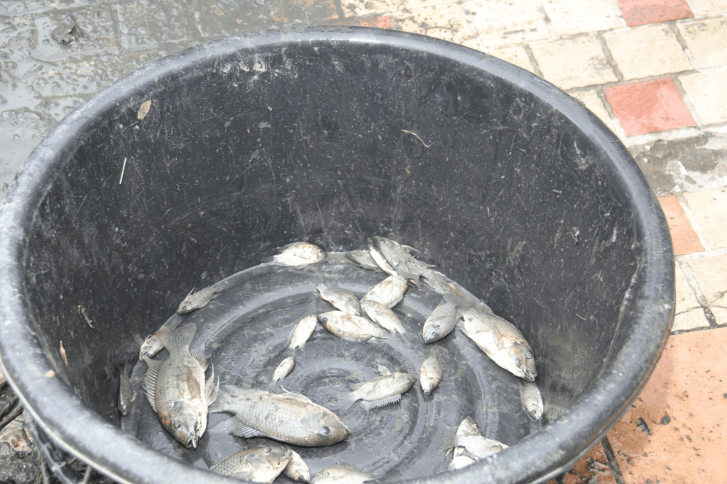 image ‣ Catchup.asia