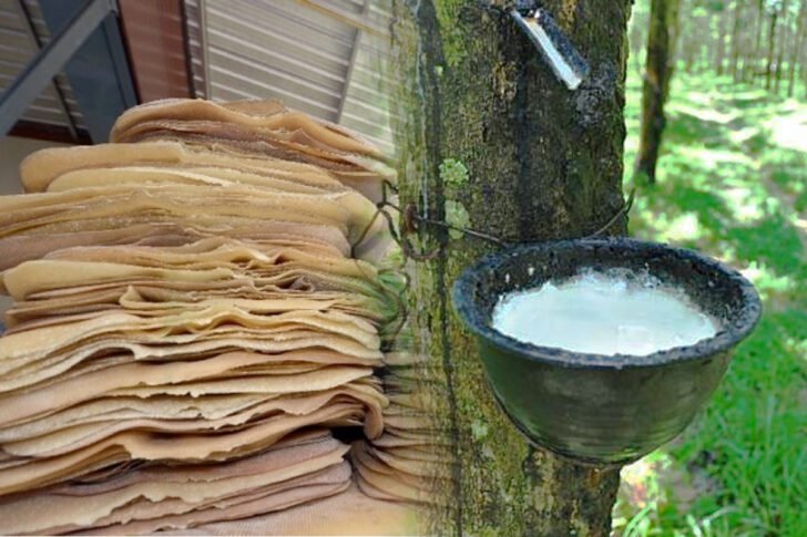 ยางพารา-728x485 ‣ Catchup.asia